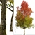 Autumn Blaze Freeman Maple Trees 3D model small image 4