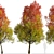 Autumn Blaze Freeman Maple Trees 3D model small image 5