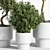 Natural Olive Indoor Plant Set 3D model small image 2