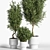 Natural Olive Indoor Plant Set 3D model small image 3