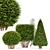 Dwarf Yaupon Holly: Spherical & Cone for Stunning Box Hedges 3D model small image 1