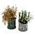 Elegant Indoor Plant Set 3D model small image 3