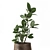 Tropical Plant Collection: Exotics in Reclaimed Iron Pots 3D model small image 2