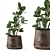 Tropical Plant Collection: Exotics in Reclaimed Iron Pots 3D model small image 5