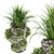 Premium Plant Collection: Volume 150 3D model small image 2