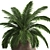 Exotic Plant Collection: Howea Forsteriana in Reclaimed Iron Coppa Pot 3D model small image 4