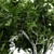 Dual Broadleaf Trees: 7m & 10m 3D model small image 2