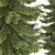 2 Abies Trees: High & Medium Height 3D model small image 4