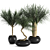 Tropical Palm Trio: Exquisite Indoor Plants 3D model small image 1