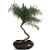 Tropical Palm Trio: Exquisite Indoor Plants 3D model small image 2