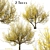 Pair of Cornus mas Trees 3D model small image 2