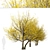 Pair of Cornus mas Trees 3D model small image 5
