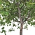 Premium Maple Tree: High-quality 3D Model 3D model small image 5