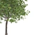 Premium Maple Tree: High-quality 3D Model 3D model small image 6