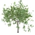 Premium Maple Tree: High-quality 3D Model 3D model small image 7