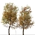 Formosan Gum Tree - Set of 2 3D model small image 4