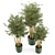 Rustic Bamboo Indoor Plants - Set 108 3D model small image 6