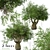 Exquisite Pair of Queensland Bottle Trees 3D model small image 2
