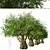 Exquisite Pair of Queensland Bottle Trees 3D model small image 4