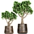 Exotic Plant Collection in Metal Vases 3D model small image 1