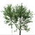 Versatile American Beech Trees: 2 Beautiful Fagus Grandifolia 3D model small image 1