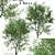 Versatile American Beech Trees: 2 Beautiful Fagus Grandifolia 3D model small image 2
