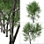 Versatile American Beech Trees: 2 Beautiful Fagus Grandifolia 3D model small image 4