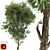 Tall Ash Tree - 12M Height 3D model small image 1