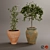 Rustic Boho Plant Collection 3D model small image 13