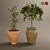 Rustic Boho Plant Collection 3D model small image 14