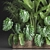 Exotic Plant Collection 3D model small image 3