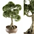 Indoor Bonsai Set - Broadleaf Beauty 3D model small image 1