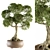 Indoor Bonsai Set - Broadleaf Beauty 3D model small image 2