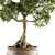 Indoor Bonsai Set - Broadleaf Beauty 3D model small image 3