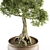 Indoor Bonsai Set - Broadleaf Beauty 3D model small image 4