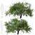 Refreshing green duo: Japanese Larch Trees 3D model small image 4