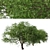 Refreshing green duo: Japanese Larch Trees 3D model small image 5