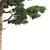 Natural Pine Tree 3D Model 3D model small image 4
