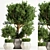 Indoor Potted Tree 3D model small image 1