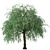 Weeping Silver Leaved Pear (2 Trees) 3D model small image 1