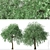 Weeping Silver Leaved Pear (2 Trees) 3D model small image 4