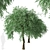 Weeping Silver Leaved Pear (2 Trees) 3D model small image 5