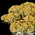 160 Plants Collection: High-Quality & Lightweight 3D model small image 3