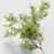 Premium Indoor Plant 010 3D model small image 3