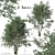 Elegant Downy Birch Tree Duo 3D model small image 1