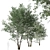 Elegant Downy Birch Tree Duo 3D model small image 4