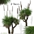 Xanthorrhoea Arborea: Set of 2 Broad-leafed Grass Trees 3D model small image 1