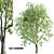 Acer CISSIFOLIUM - 3D Plant Model 3D model small image 1