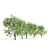 Acer CISSIFOLIUM - 3D Plant Model 3D model small image 3