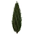 Fine Cupressus Tree: Close-up & Far Rendering 3D model small image 2